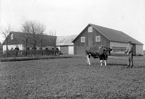 Tjuruppvisning